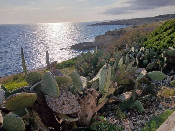 terreno agricolo in vendita a Castrignano del Capo in zona Santa Maria di Leuca
