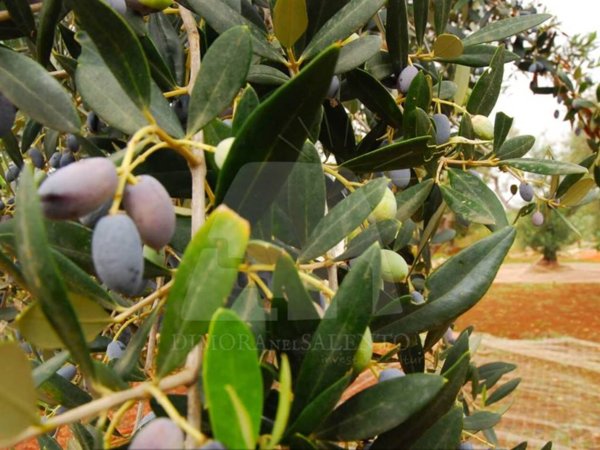 terreno agricolo in vendita a Castrignano del Capo in zona Santa Maria di Leuca