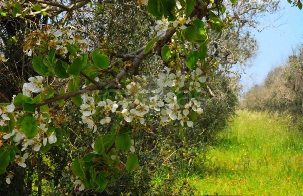 terreno agricolo in vendita a Castrignano del Capo