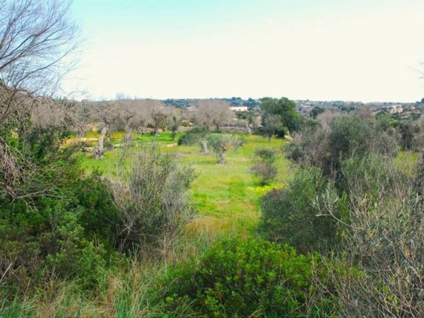 terreno agricolo in vendita a Castrignano del Capo