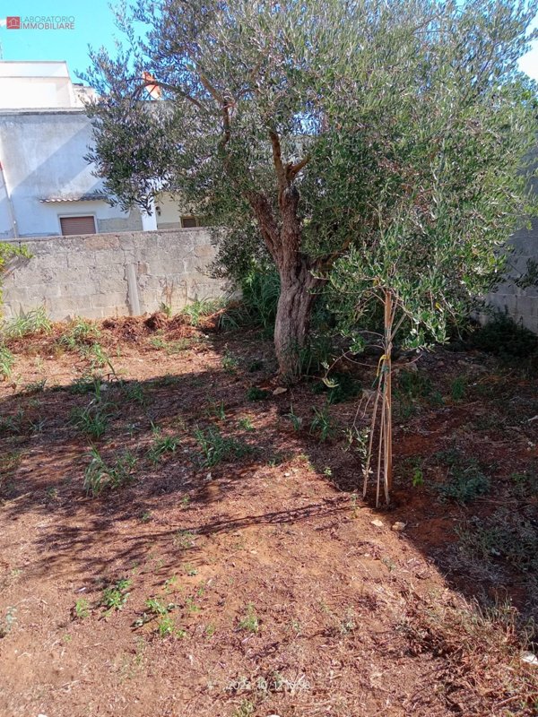 terreno agricolo in vendita a Cavallino
