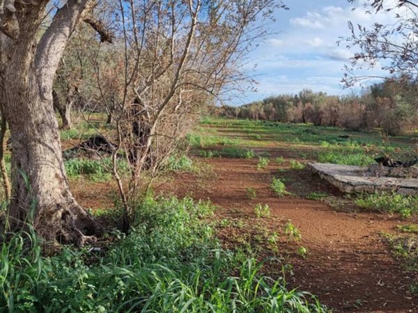 terreno agricolo in vendita a Collepasso