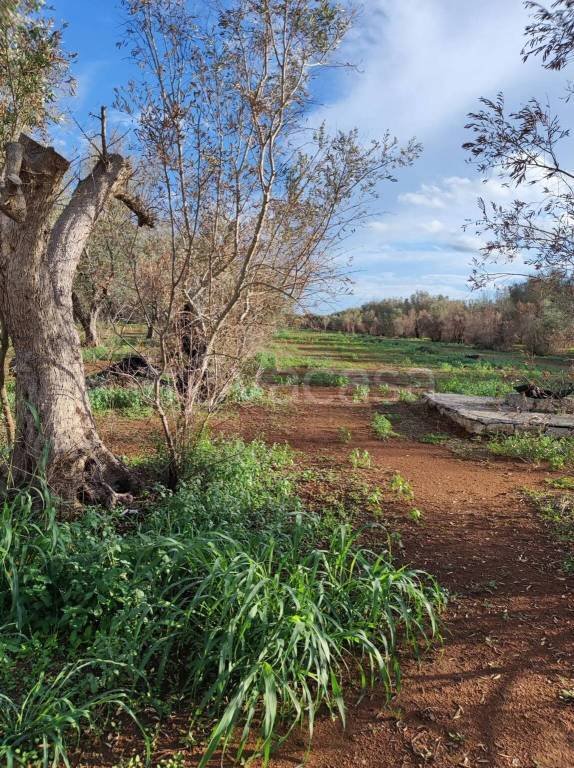 terreno agricolo in vendita a Collepasso