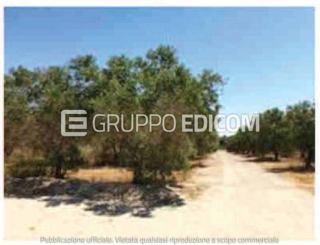 terreno agricolo in vendita a Copertino