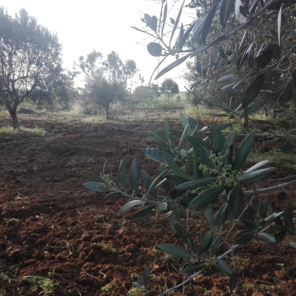 casa indipendente in vendita a Copertino