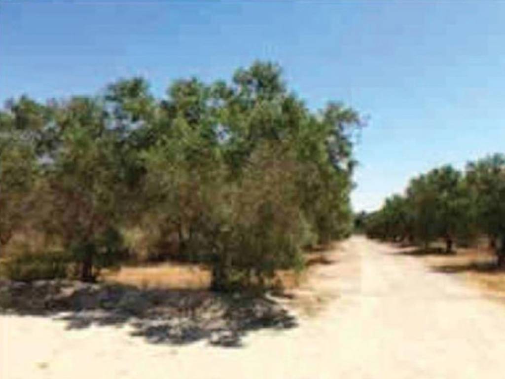 terreno agricolo in vendita a Copertino