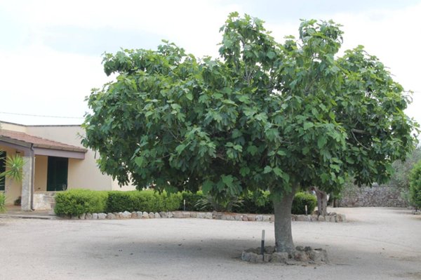 casa indipendente in vendita a Corigliano d'Otranto