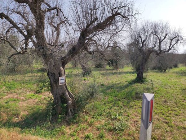 terreno agricolo in vendita a Corigliano d'Otranto