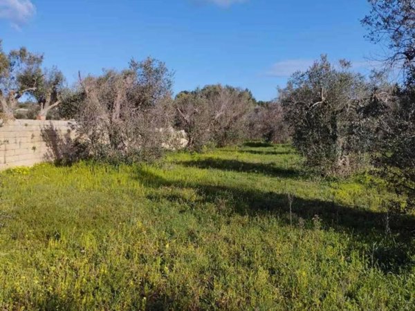 terreno agricolo in vendita a Corsano