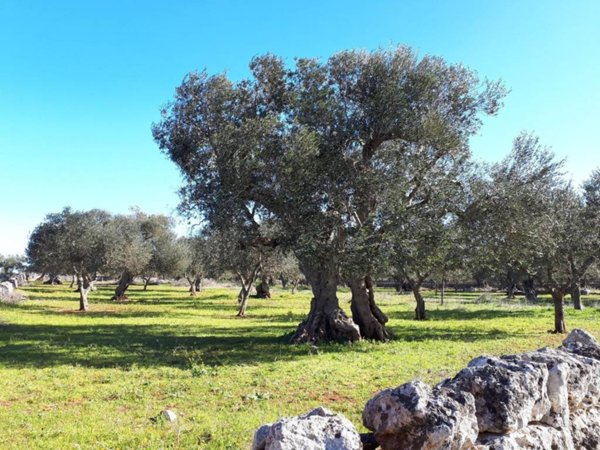 terreno agricolo in vendita a Corsano