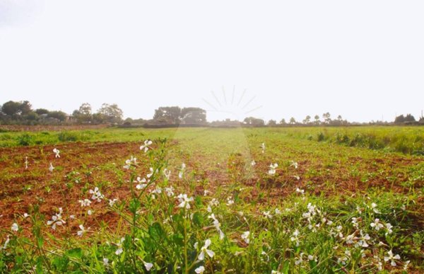 terreno agricolo in vendita a Corsano