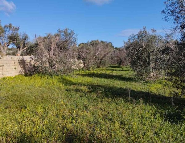 terreno agricolo in vendita a Corsano