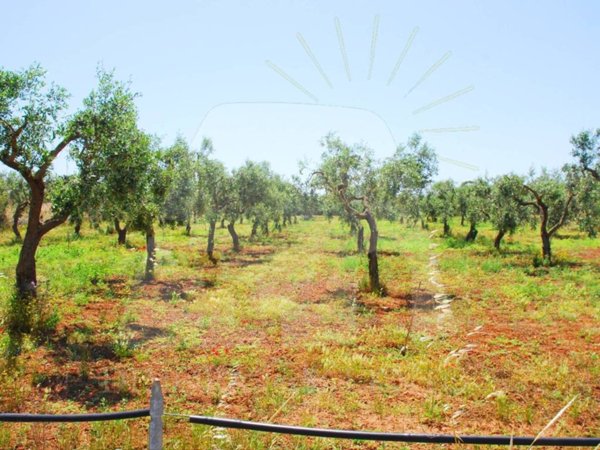 terreno agricolo in vendita a Corsano