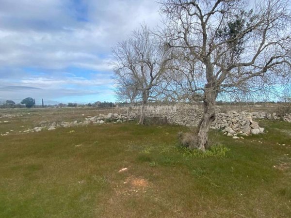 terreno agricolo in vendita a Cursi