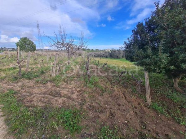 terreno agricolo in vendita a Cutrofiano