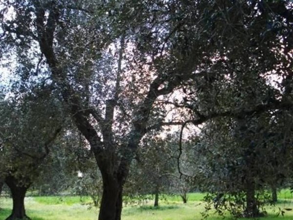 terreno agricolo in vendita a Cutrofiano