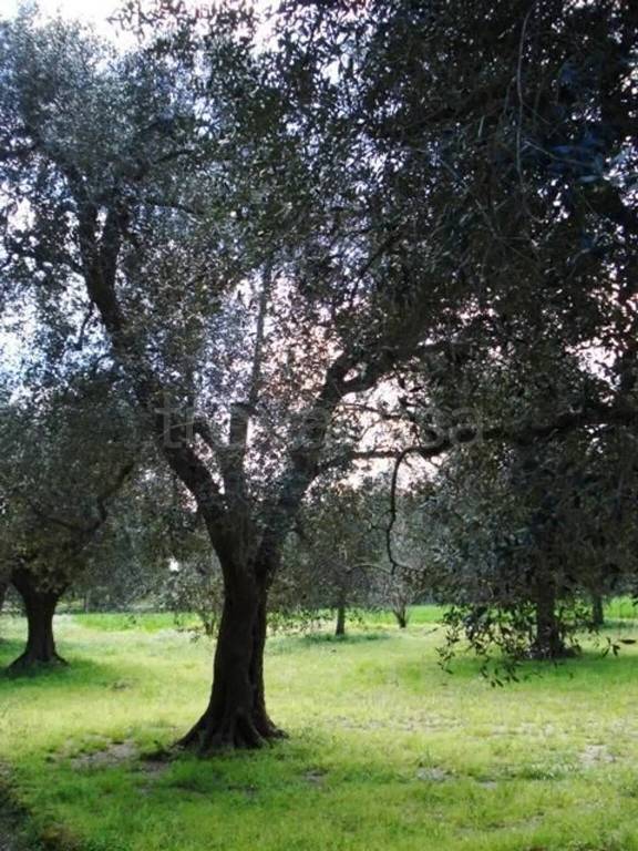 terreno agricolo in vendita a Cutrofiano