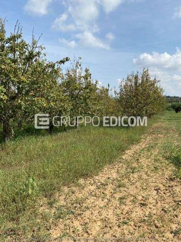 terreno agricolo in vendita a Cutrofiano