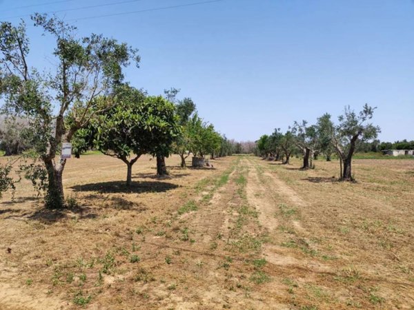 terreno agricolo in vendita a Cutrofiano