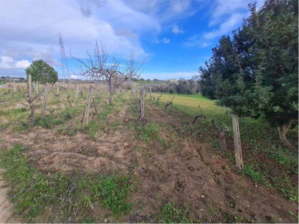 terreno agricolo in vendita a Cutrofiano