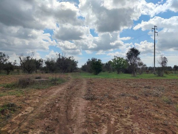 terreno agricolo in vendita a Cutrofiano