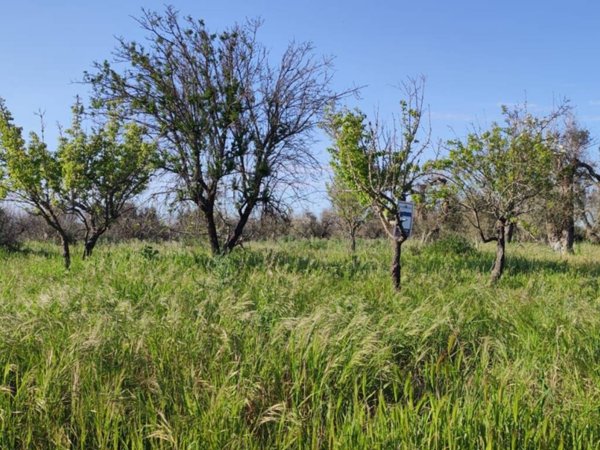 terreno agricolo in vendita a Cutrofiano