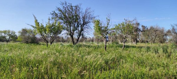 terreno agricolo in vendita a Cutrofiano