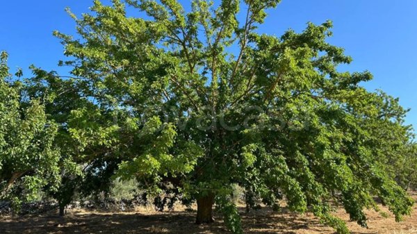 terreno agricolo in vendita a Diso