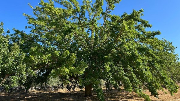 terreno agricolo in vendita a Diso