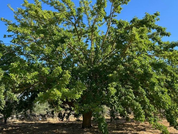 terreno in vendita a Diso