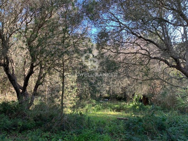 terreno agricolo in vendita a Gagliano del Capo
