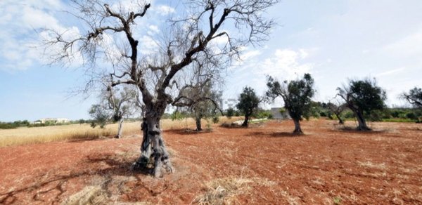 terreno agricolo in vendita a Gagliano del Capo