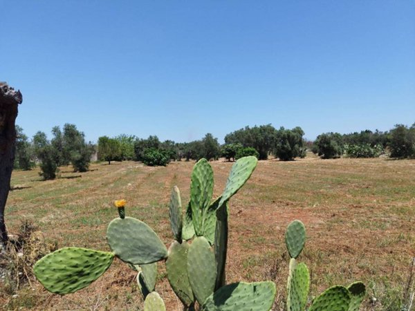 terreno agricolo in vendita a Galatina