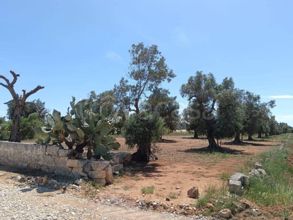 terreno agricolo in vendita a Galatina in zona Collemeto