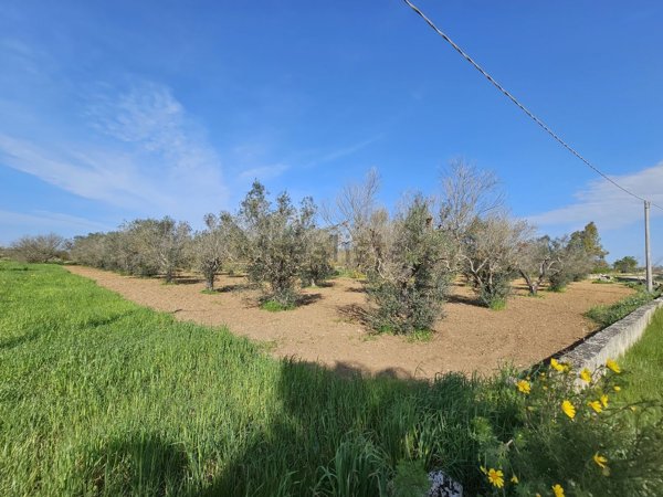 terreno agricolo in vendita a Galatina