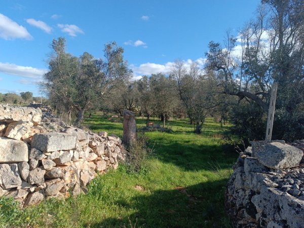 terreno agricolo in vendita a Galatina