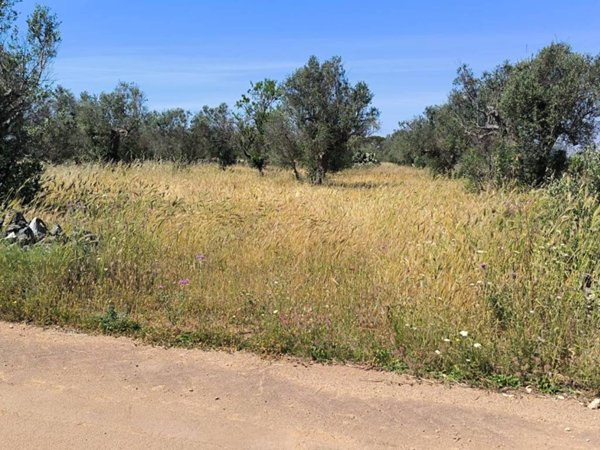 terreno agricolo in vendita a Galatina