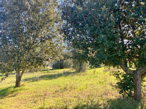 terreno agricolo in vendita a Galatina in zona Santa Barbara