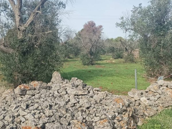 terreno agricolo in vendita a Galatone