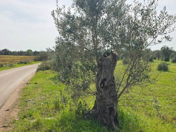 terreno agricolo in vendita a Galatone