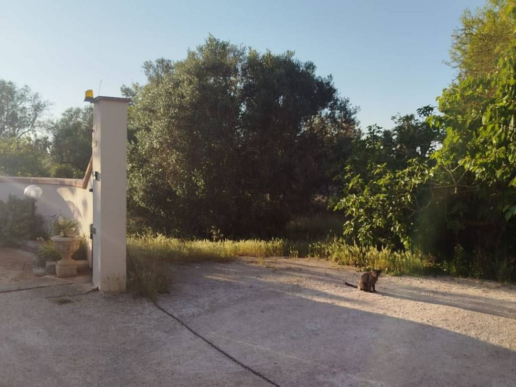 terreno agricolo in vendita a Galatone