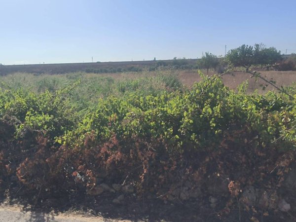 terreno agricolo in vendita a Galatone