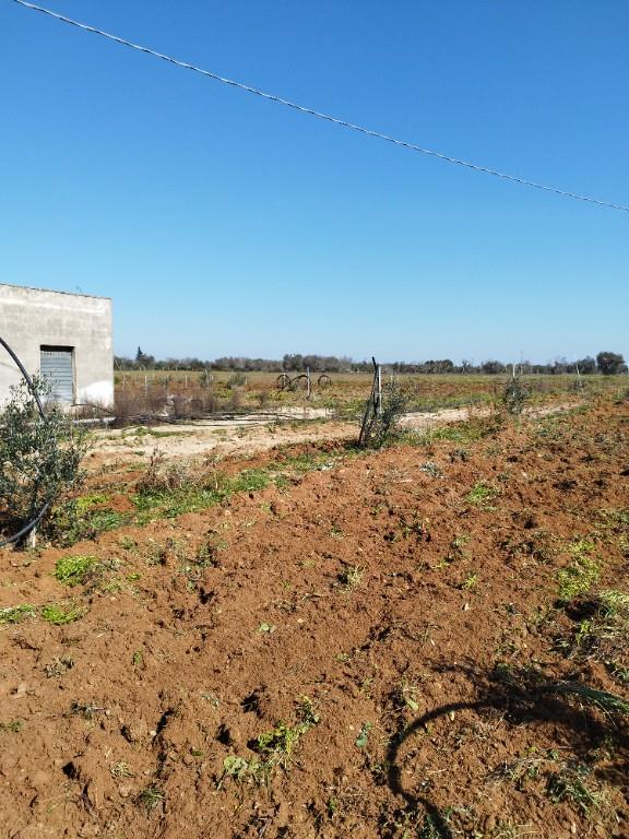 terreno agricolo in vendita a Galatone