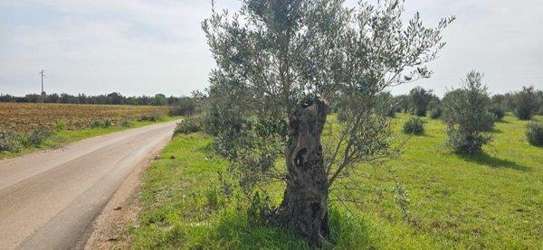 terreno agricolo in vendita a Galatone