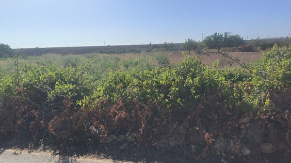 terreno agricolo in vendita a Galatone