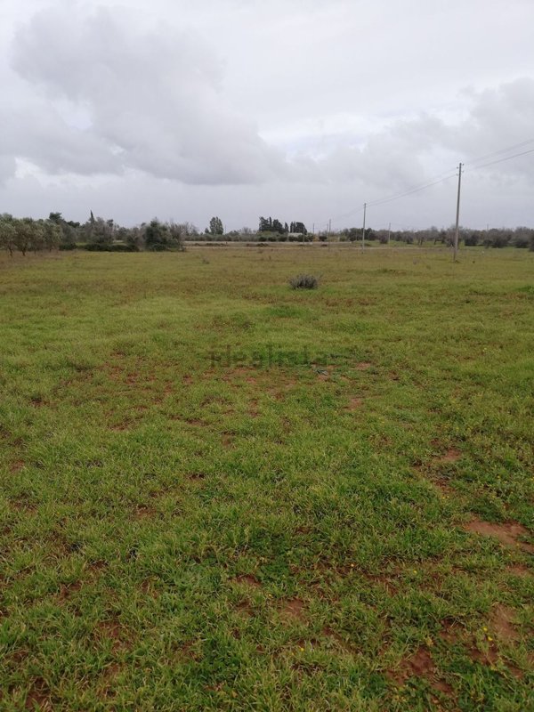 terreno agricolo in vendita a Galatone