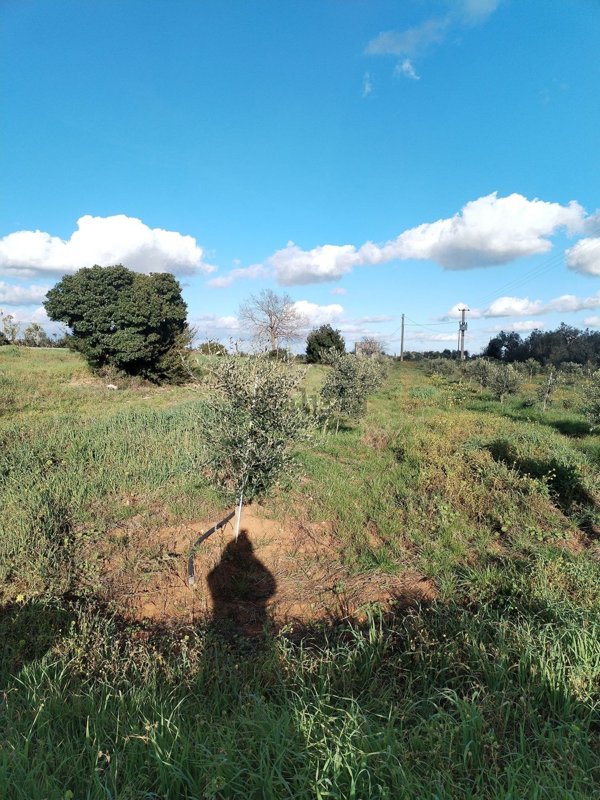 terreno agricolo in vendita a Galatone
