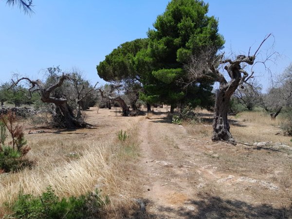 terreno agricolo in vendita a Galatone
