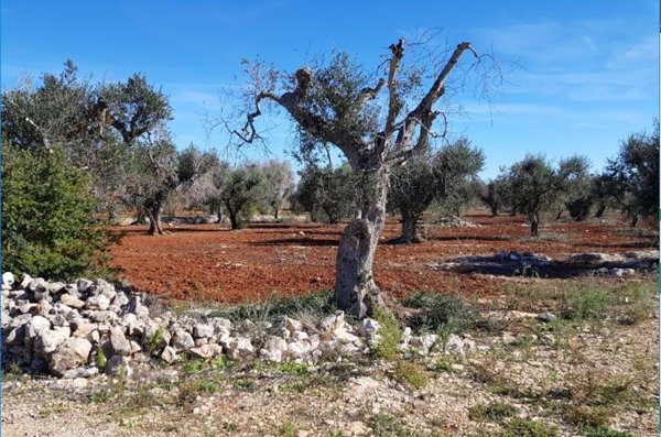 casa indipendente in vendita a Galatone