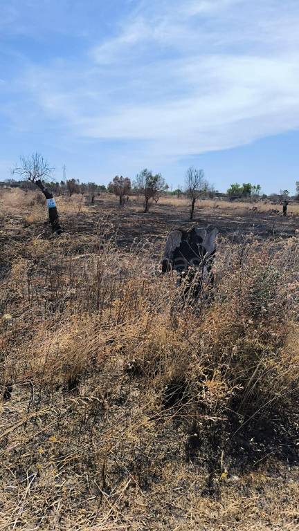 terreno agricolo in vendita a Galatone